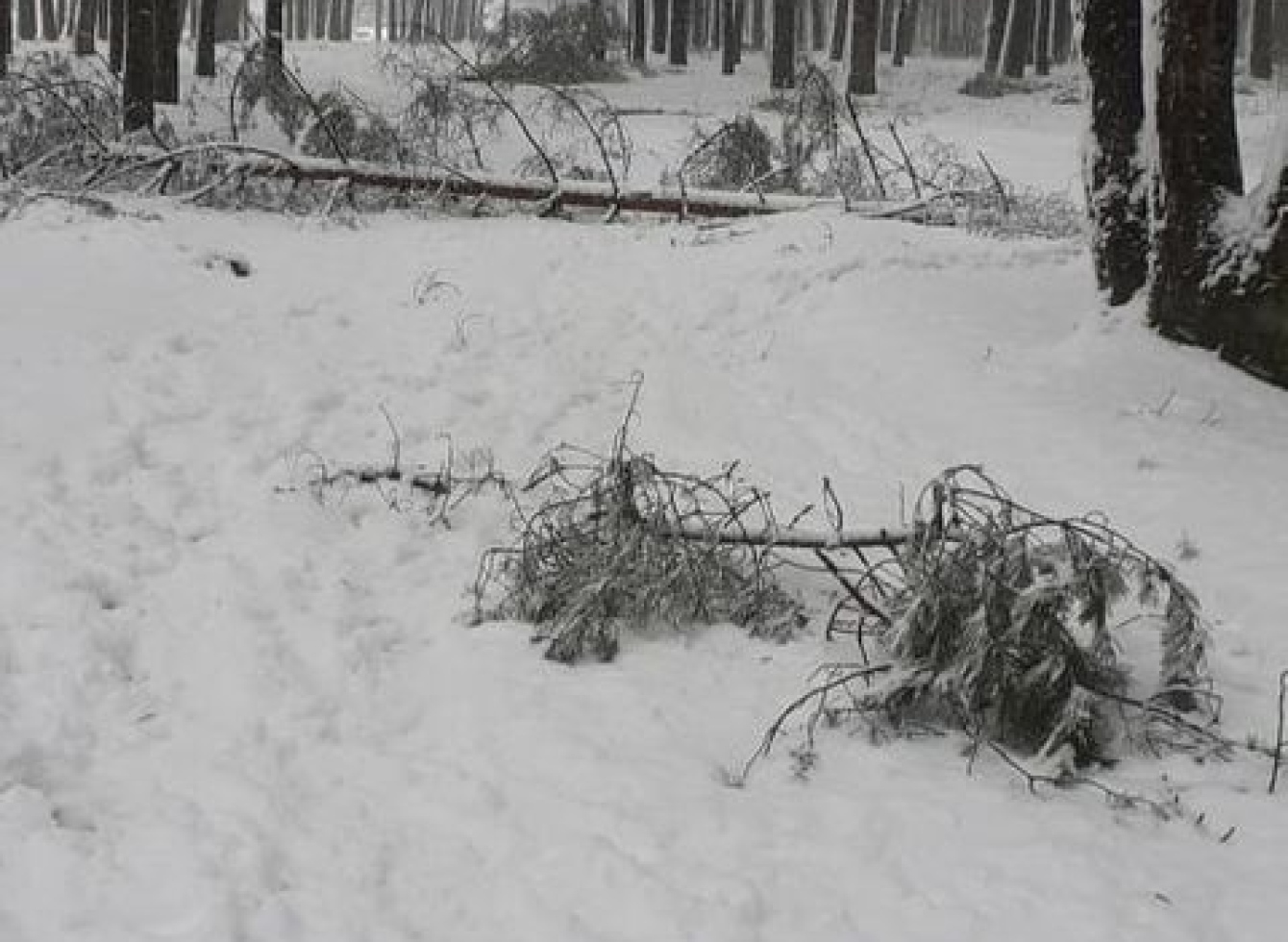 Miškininkai įspėja - miškuose šiuo metu lankytis pavojinga!