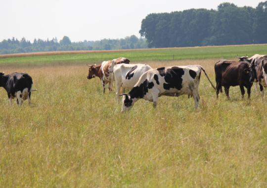 Nuo audros nukentėjusiems ūkininkams – beveik pusė milijono eurų paramos