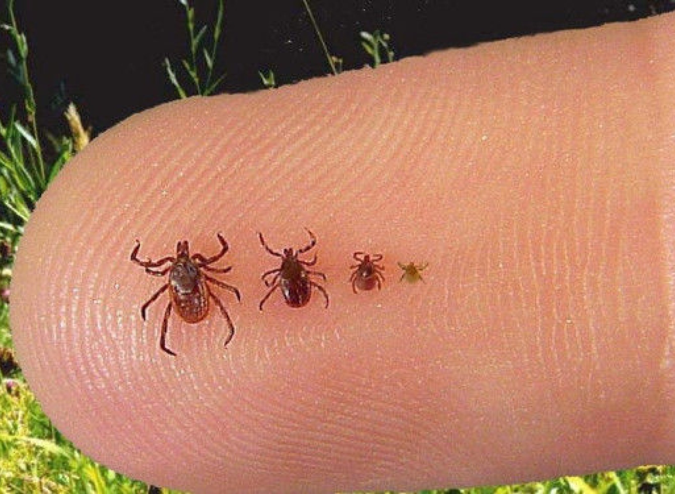Nuotraukoje - ant žmogaus piršto ropojančios keturios erkės