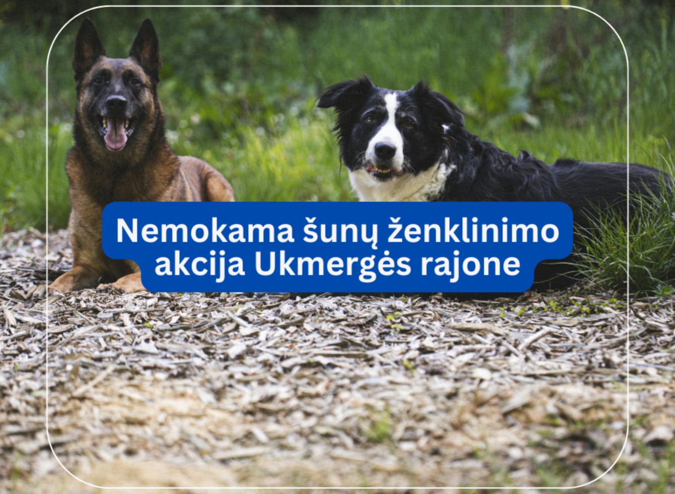 Rūpestis augintiniu prasideda nuo jo ženklinimo