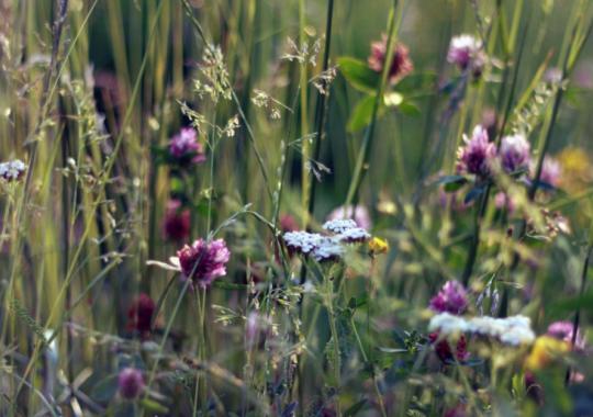 Pasinerkime į žiemos stebuklą: netrukus bus atidaryta ledo čiuožykla po...