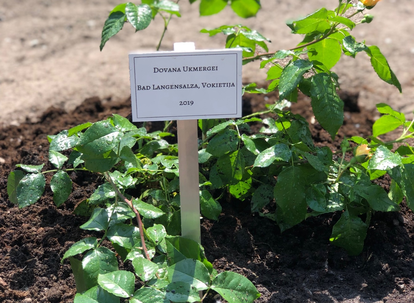 Miestų draugystės sukaktį įamžino rožės pasodinimas