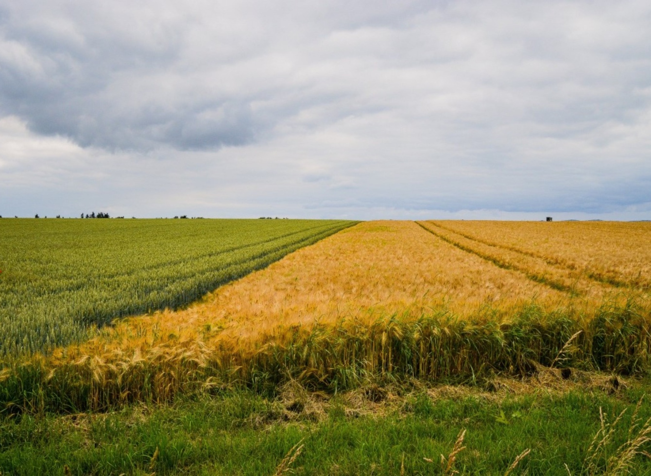 Praneškite apie išlaikytus pasėlius ir kitus įsipareigojimus per „NMA agro“ programą