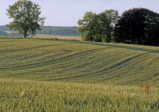 Dirbamos žemės nuomos sutartis: kodėl...
