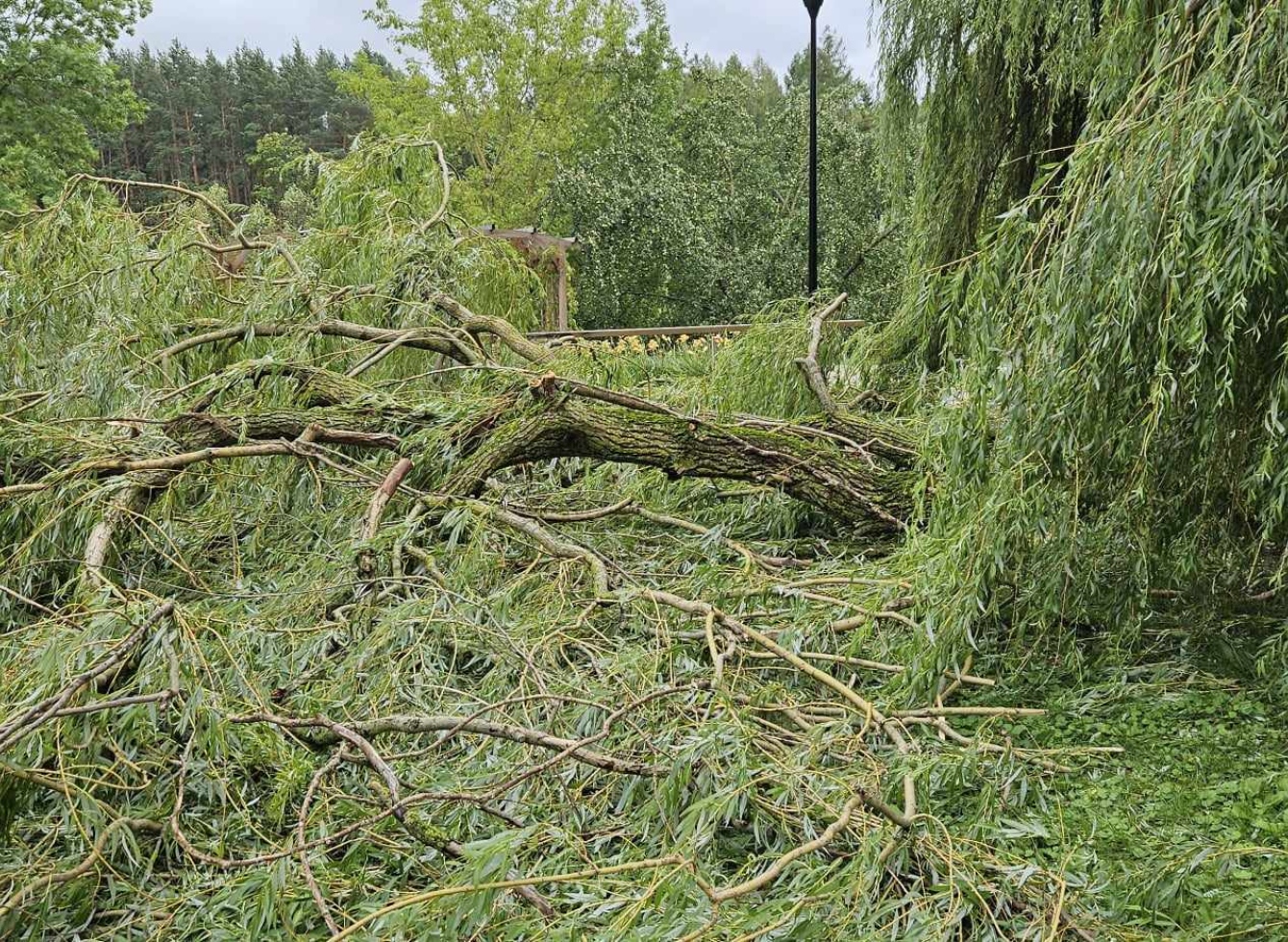 Praūžusi audra Ukmergės mieste išvertė apie 100 medžių