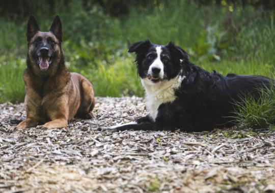Ukmergė skelbia: vasara ateina anksčiau – susitikime Miesto šventėje!