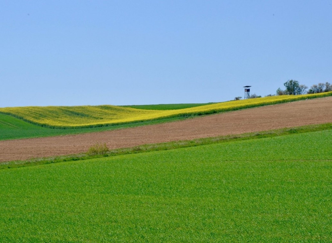 žolė