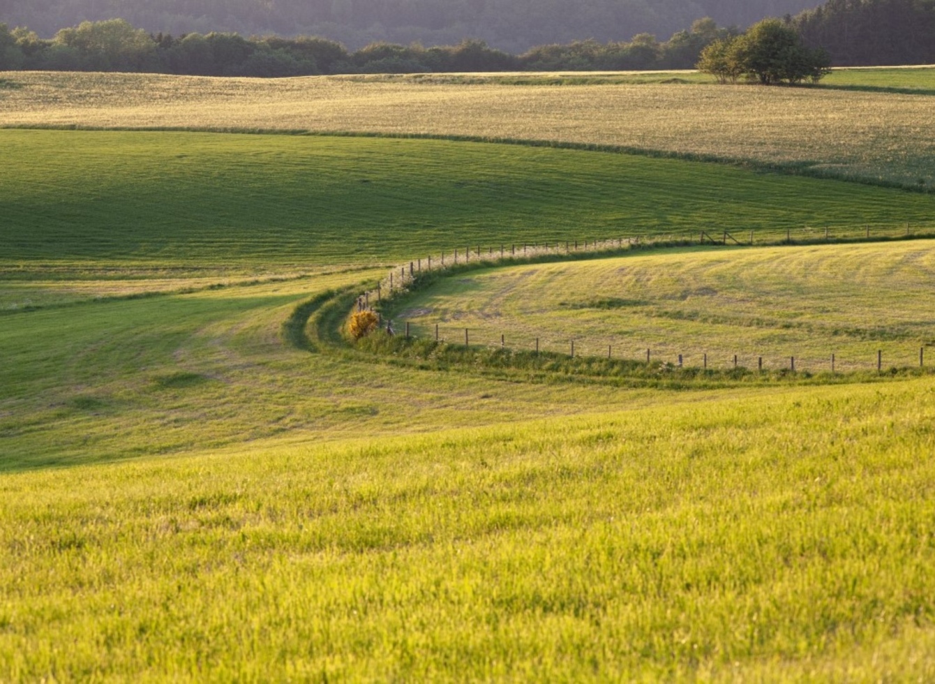žolė