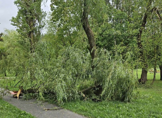 Praūžusi audra Ukmergės mieste išvertė apie 100 medžių