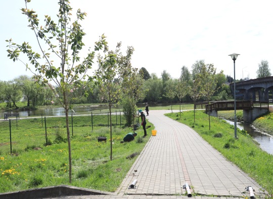  Šventosios upės pakrantėje pasodinta 16 sakurų 