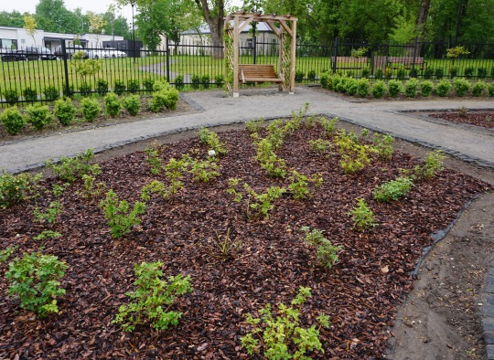 Rožės perkeltos į Sveikatos parką prie VšĮ Ukmergės ligoninės
