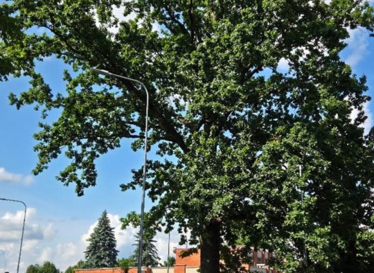 Siesikų šventės akimirkos