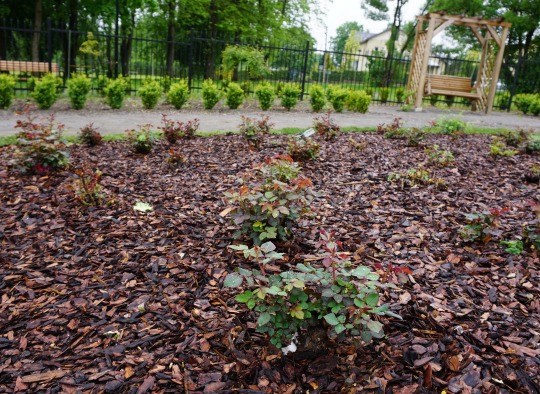 Rožės perkeltos į Sveikatos parką prie VšĮ Ukmergės ligoninės