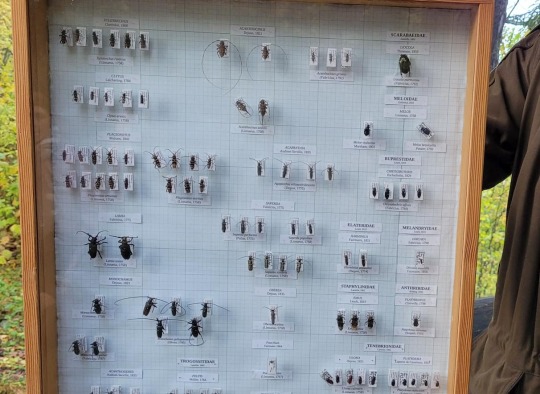 Pilotinio projekto Pamokos miške akimirkos