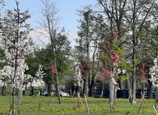 Pražydo Ukmergėje pasodintas „Rojaus sodas“