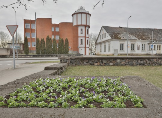 Ukmergės viešąsias erdves papuošė pirmosios pavasarinės gėlės