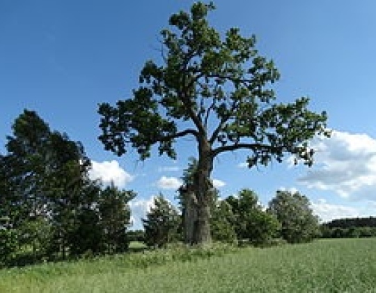Lentvorų ąžuolas